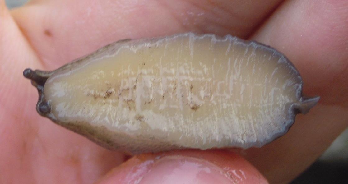 Limax sp. da Rorà (TO)